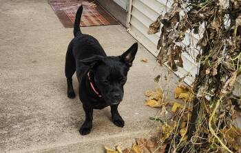 Rescue Mixed Breed Dogs for Adoption in Elkhorn, Wisconsin - Wednesday | PetCurious