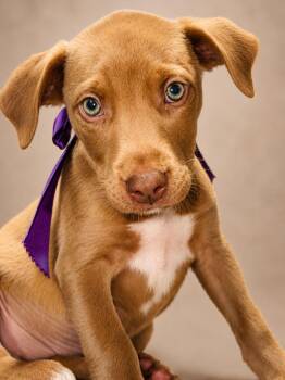 Jack Russell Terrier and Beagle Dogs Available for Adoption in Nahunta, Georgia - TAWNY | PetCurious