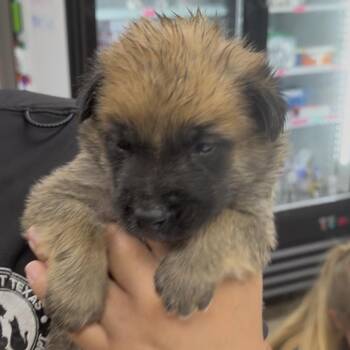 FWT Ska -  Mixed Breed Dog for Adoption in Midland, Texas - FWT Ska | PetCurious