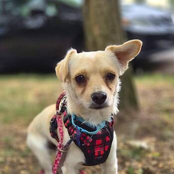 Trumpet -  Chihuahua Dog for Adoption in Bothell, Washington - Trumpet | PetCurious
