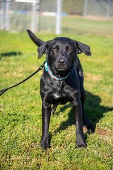 Jose -  Black Labrador Retriever Dog for Adoption in Valparaiso, Indiana - Jose | PetCurious
