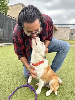 Mixed Breed Dogs Available for Adoption in Wichita, Kansas - Joker | PetCurious