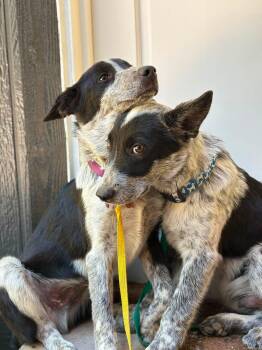 Tux -  Australian Cattle Dog Blue Heeler Dog for Adoption in Paso Robles, California - Tux | PetCurious