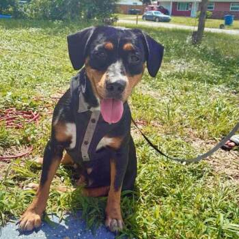 Dixie -  Beagle and Black And Tan Coonhound Dog for Adoption in Melbourne, Florida - Dixie | PetCurious