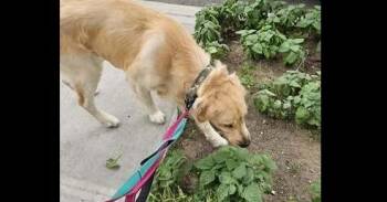 Patch -  Golden Retriever and Mixed Breed Dog for Adoption in New York, New York - Patch | PetCurious