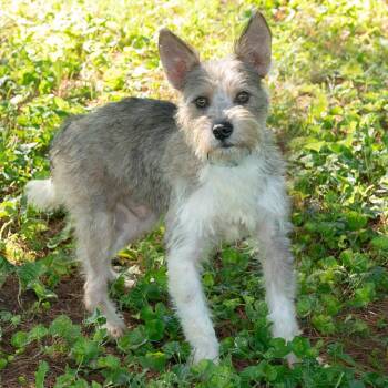 Sparta -  Terrier Dog for Adoption in Troy, Ohio - Sparta | PetCurious