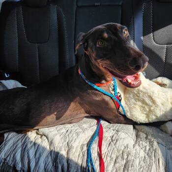 Freya -  Doberman Pinscher Dog for Adoption in Minneapolis, Minnesota - Freya | PetCurious