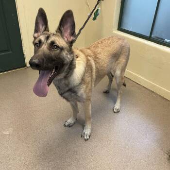 Delta -  Belgian Shepherd Malinois and German Shepherd Dog Dog for Adoption in Pasadena, California - Delta | PetCurious