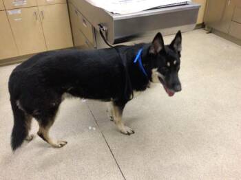 Rescue German Shepherd Dog Dogs for Adoption in Riverside, California - ROCKO | PetCurious