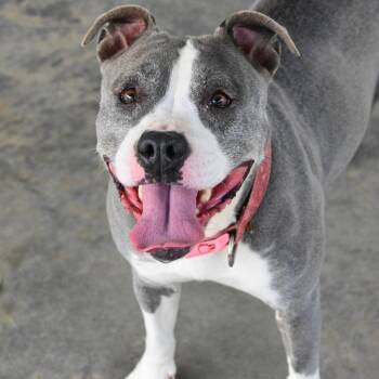 Nala -  Mixed Breed Dog for Adoption in Columbus, North Carolina - Nala | PetCurious