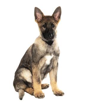 German Shepherd Dog Dogs Available for Adoption - Sarge | PetCurious