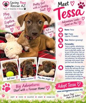 Tori puppy - Tessa -  Mastiff and German Shepherd Dog Dog for Adoption in Glendale, Arizona - Tori Puppy - Tessa | PetCurious