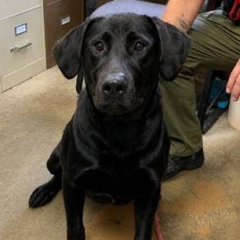 26-071 -  Black Labrador Retriever Dog for Adoption in Carrollton, Ohio - 26-071 | PetCurious