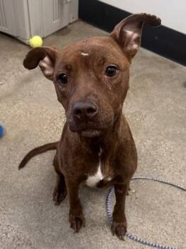 Rescue Pit Bull Terrier Dogs for Adoption in Cleveland, Ohio - Patty | PetCurious