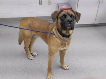 MORDECAI -  Mastiff and Mixed Breed Dog for Adoption in Omaha, Nebraska - MORDECAI | PetCurious