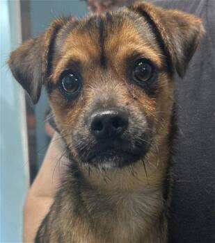 YORK -  Mixed Breed Dog for Adoption in Holbrook, New York - YORK | PetCurious
