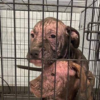 Machete -  Mixed Breed Dog for Adoption in Port Charlotte, Florida - Machete | PetCurious