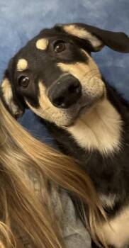 Tiki -  Hound Dog for Adoption in Richboro, Pennsylvania - Tiki | PetCurious
