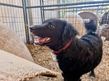 Cocker Spaniel Dogs Available for Adoption - TEDDY | PetCurious