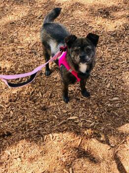 Jindo Dogs Available for Adoption in New York, New York - Choi | PetCurious