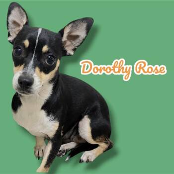 Dorothy Rose -  Chihuahua Dog for Adoption in Scottsdale, Arizona - Dorothy Rose | PetCurious