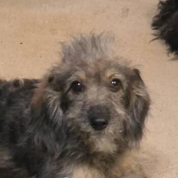 Harry -  Mixed Breed Dog for Adoption in Leander, Texas - Harry | PetCurious