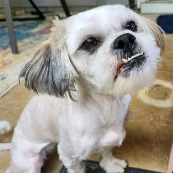 Shih Tzu and Mixed Breed Dogs Available for Adoption in Griswold, Connecticut - Wendy | PetCurious