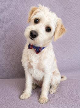 Willy -  Maltipoo Dog for Adoption in Lodi, California - Willy | PetCurious