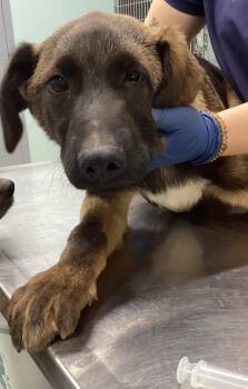 Terrier Dogs Available for Adoption in Athens, Tennessee - Saffron | PetCurious