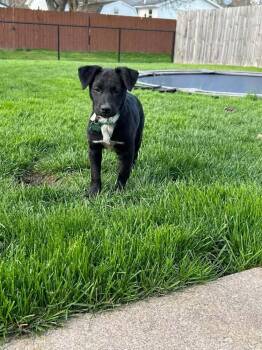 Shepherd Dogs Available for Adoption - Rapunzel | PetCurious