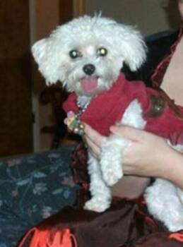 Maltese and Poodle Dogs Available for Adoption in Bartlesville, Oklahoma - Sweetie | PetCurious