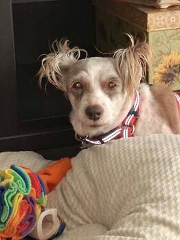 Cindy Lou -  Schnauzer Dog for Adoption in Calgary, Alberta - Cindy Lou | PetCurious