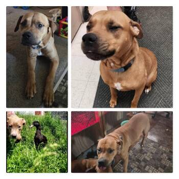 Pit Bull Terrier Dogs Available for Adoption in Reed City, Michigan - JUNO | PetCurious