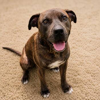 Maisy -  American Staffordshire Terrier and Mixed Breed Dog for Adoption in Houston, Texas - Maisy | PetCurious