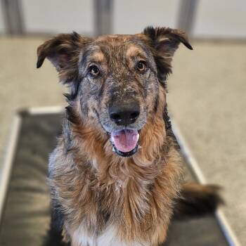Australian Shepherd Dogs Available for Adoption - Mimosa | PetCurious