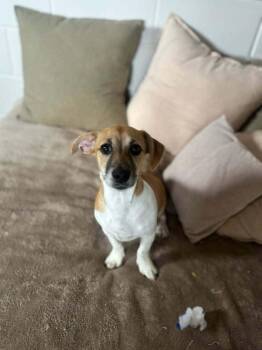 Terrier Dogs Available for Adoption in San Leon, Texas - Jerry | PetCurious