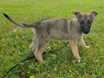 Hilda -  Shepherd Dog for Adoption in Walnutport, Pennsylvania - Hilda | PetCurious