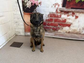 Belgian Shepherd Malinois Dogs Available for Adoption in San Bernardino, California - BUTTERCUP | PetCurious
