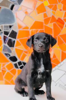 Focaccia -  Beagle and Black Labrador Retriever Dog for Adoption in San Diego, California - Focaccia | PetCurious