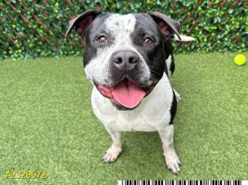 Mixed Breed Dogs Available for Adoption - MURPHY | PetCurious