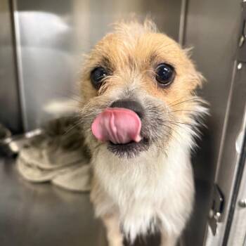06/21/2026-Stray-BuenaVistaRoad-1 -  Mixed Breed Dog for Adoption in Columbus, Georgia - 06/21/2026-Stray-BuenaVistaRoad-1 | PetCurious