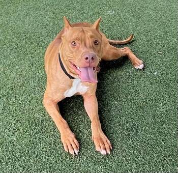 Terrier Dogs Available for Adoption in Columbia, Illinois - Valentina | PetCurious