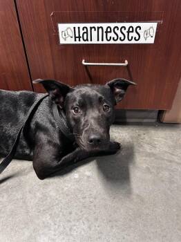 Pit Bull Terrier Dogs Available for Adoption in Gautier, Mississippi - Dora | PetCurious