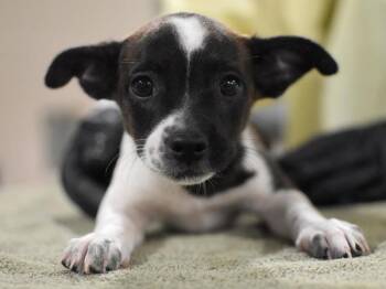 Alana -  Terrier and Chihuahua Dog for Adoption in Portland, Oregon - Alana | PetCurious