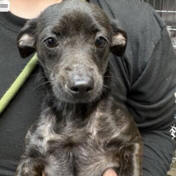 Chihuahua Dogs Available for Adoption in Corpus Christi, Texas - Love A Lot Bear | PetCurious