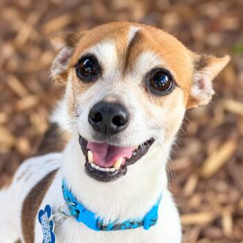 Mobley -  Jack Russell Terrier and Rat Terrier Dog for Adoption in Boerne, Texas - Mobley | PetCurious
