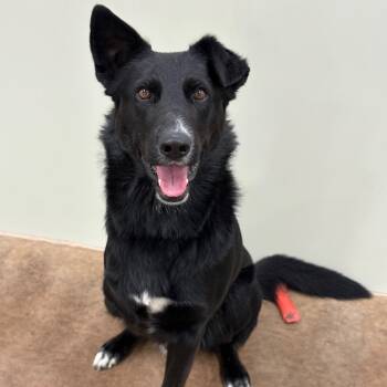 Rescue Mixed Breed Dogs for Adoption in Spokane, Washington - Tres | PetCurious