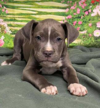 American Staffordshire Terrier Dogs Available for Adoption - Siren | PetCurious
