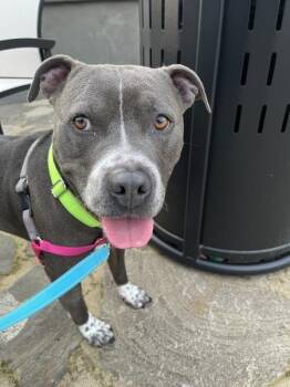 Pit Bull Terrier Dogs Available for Adoption - Eeyore (mcas) | PetCurious
