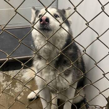 Husky Dogs Available for Adoption - Queenie | PetCurious